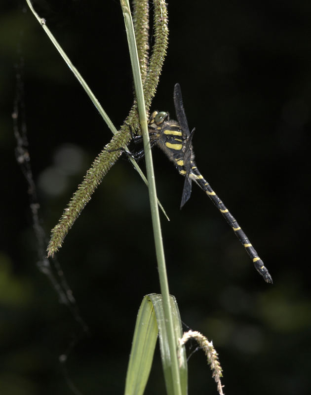 libellula