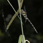 libellula