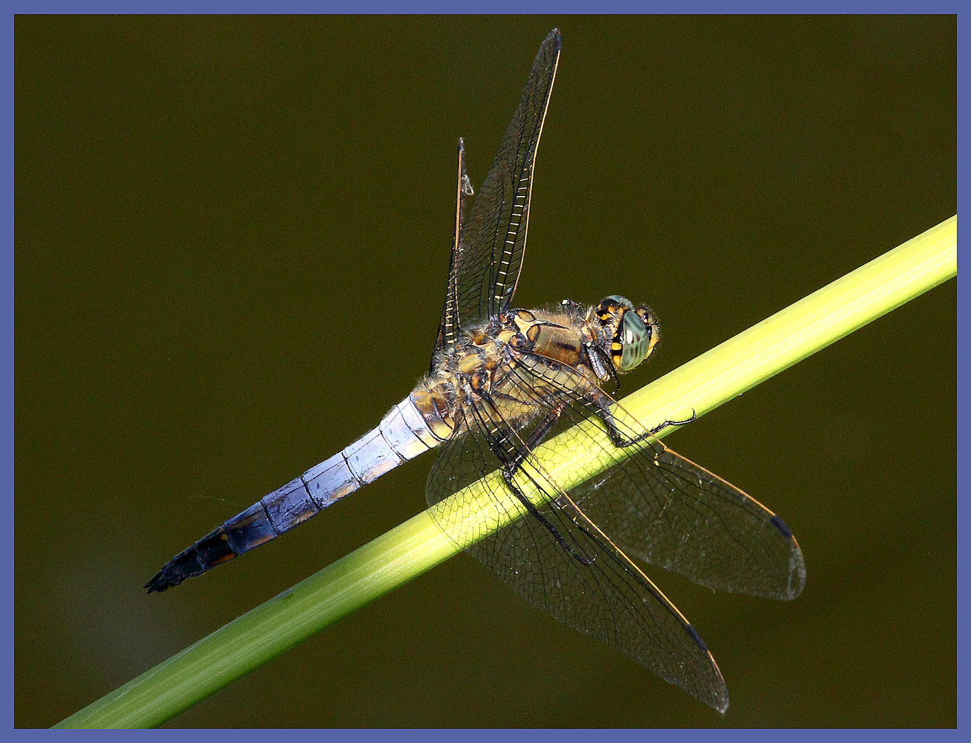 Libellula