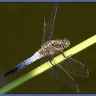 Libellula