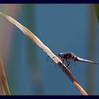 Libellula