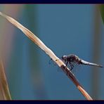 Libellula