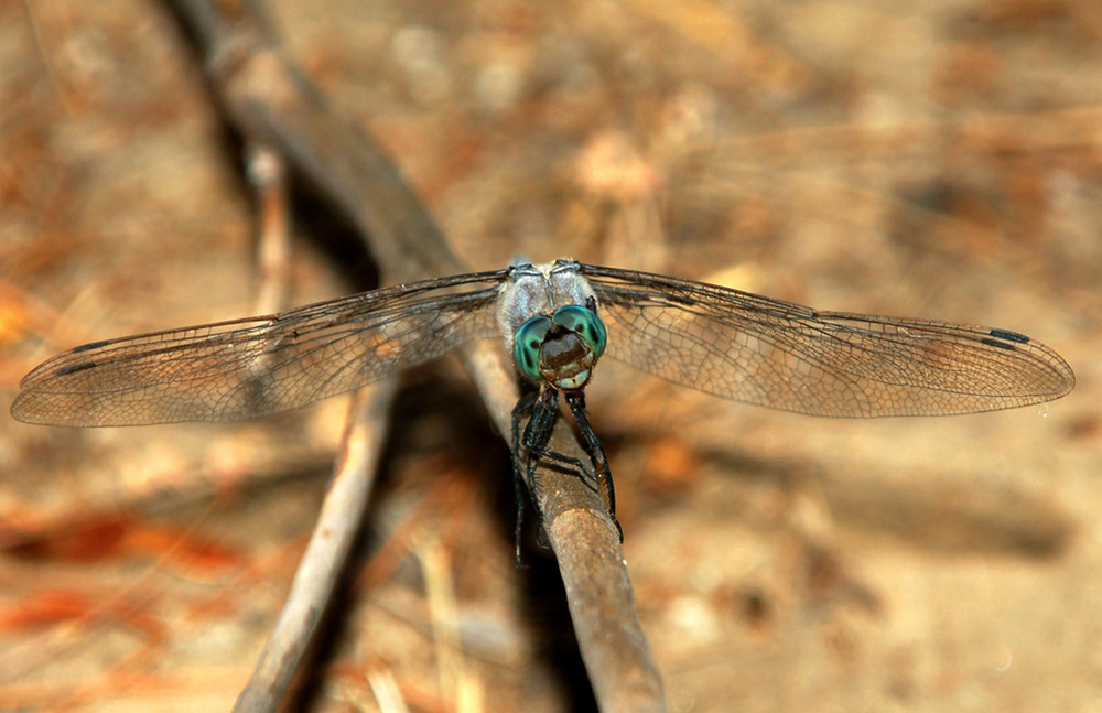 Libellula