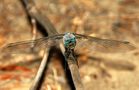 Libellula by Gianfranco Laquintana