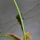 LIBELLULA A RIPOSO