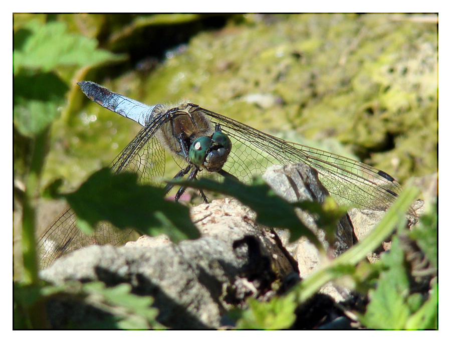 Libellula