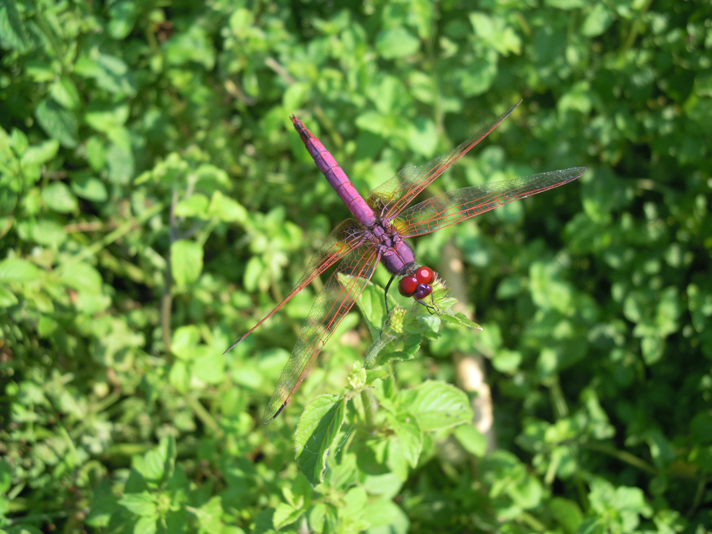 Libellula