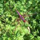 Libellula