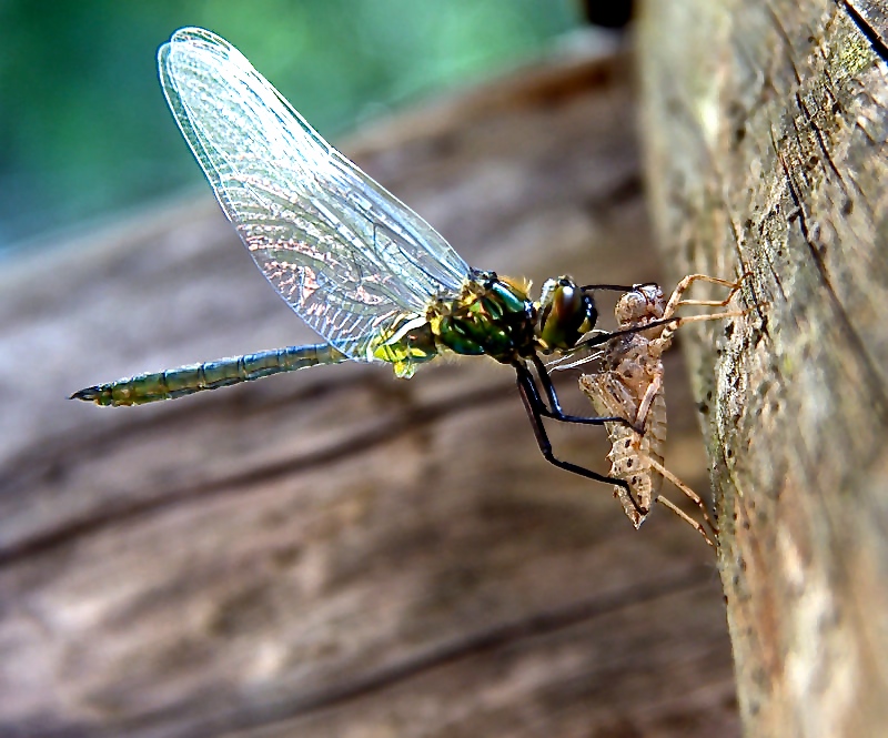 LIBELLULA