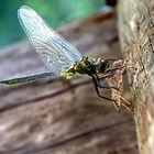 LIBELLULA