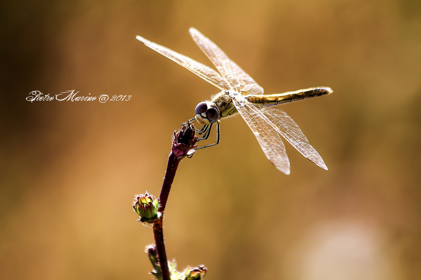 Libellula