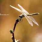 Libellula