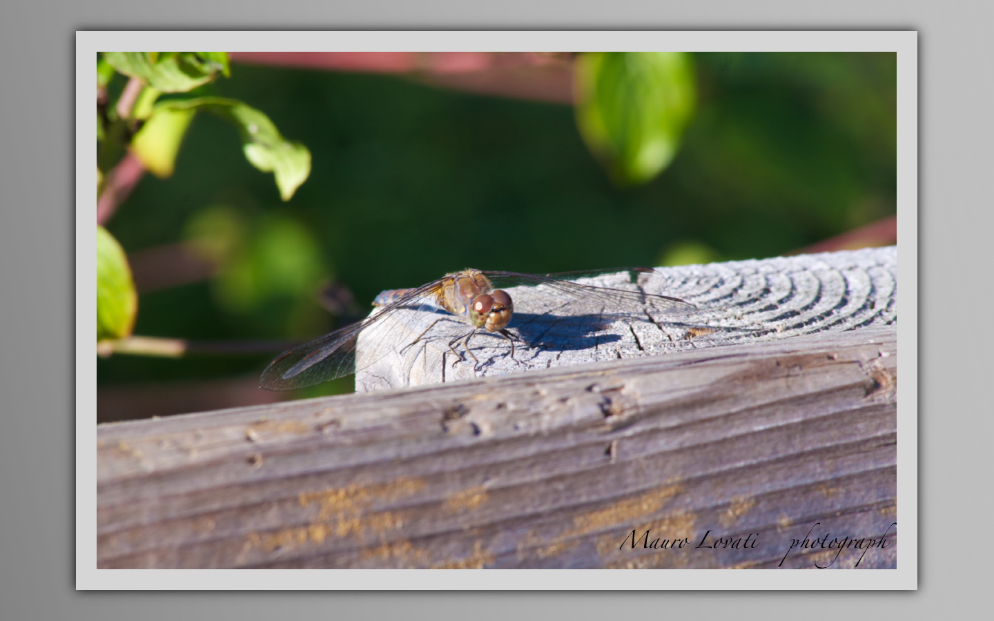 libellula