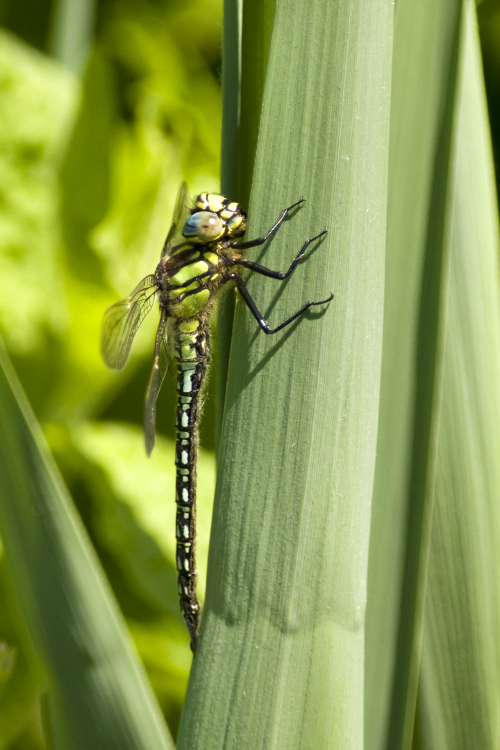 Libellula