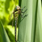 Libellula