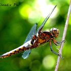 Libellula