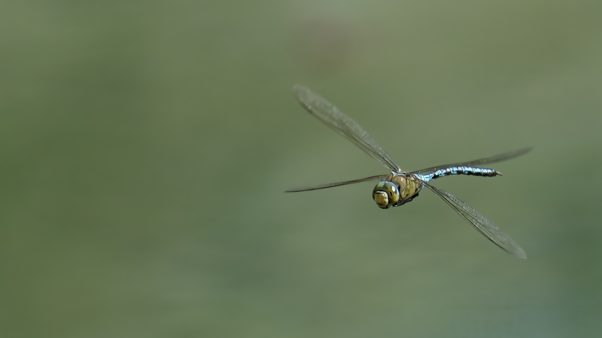 Libellula