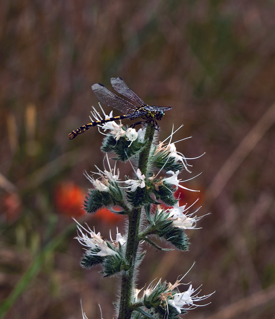 Libellula