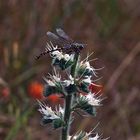 Libellula