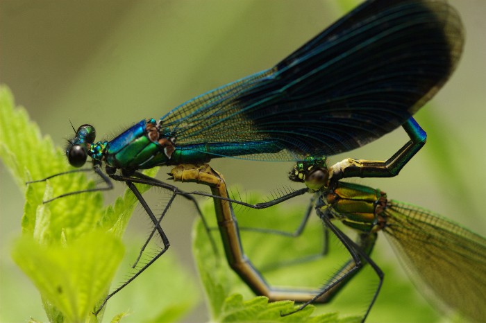 libellula accoppiamento