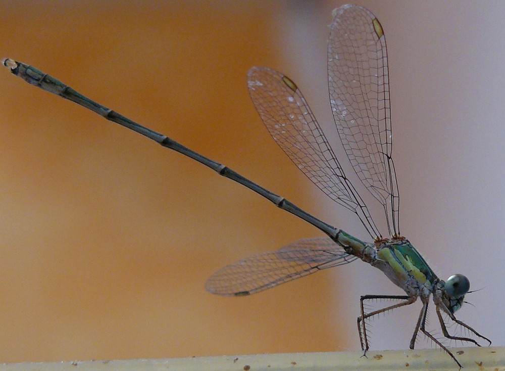 libellula al bar....