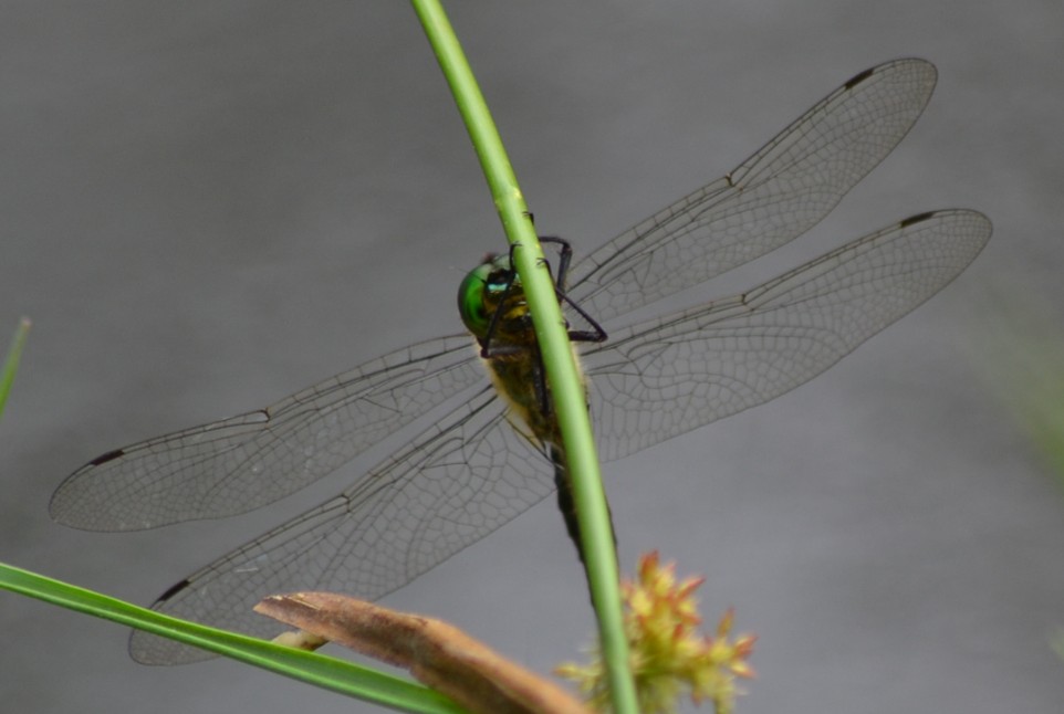 LIBELLULA AL SOLE