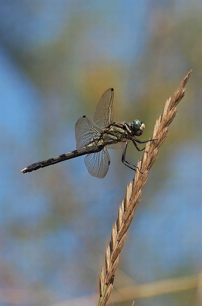 LIbellula all'isola della Cona (foce del fiume Isonzo)