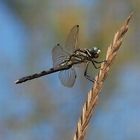 LIbellula all'isola della Cona (foce del fiume Isonzo)