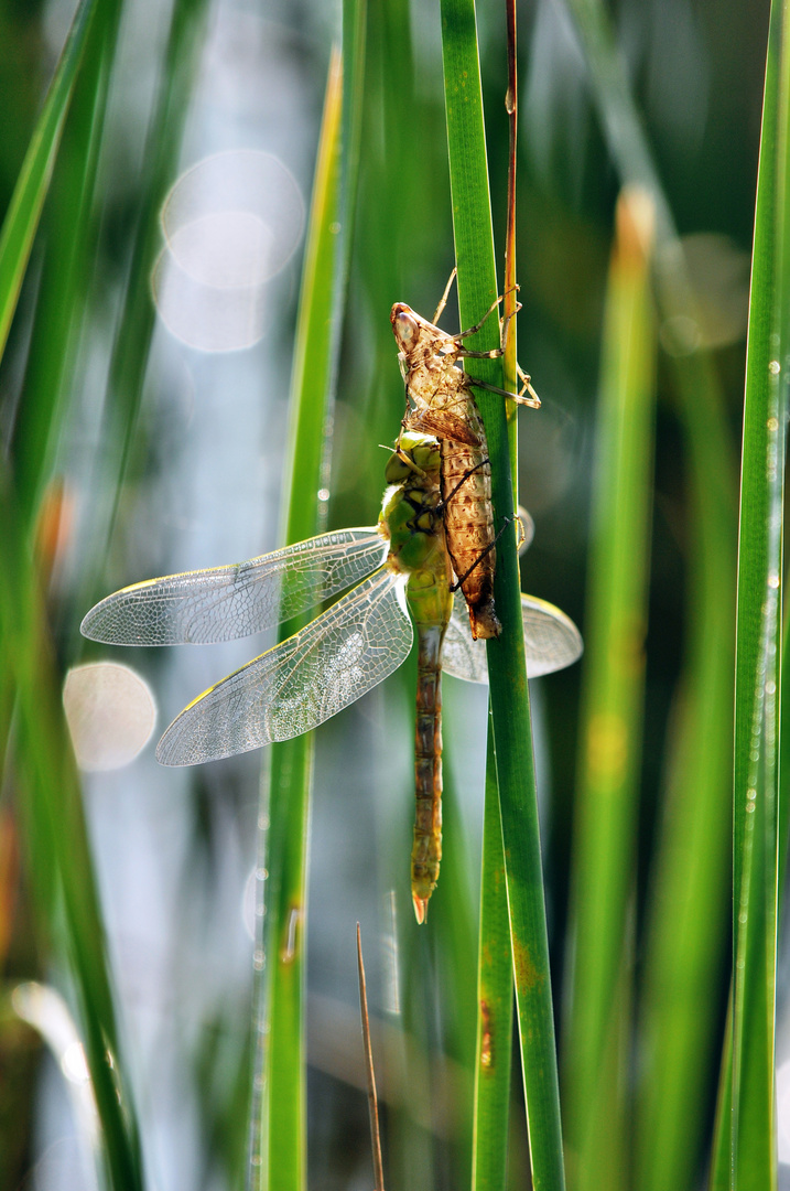 Libellula appena uscita dalla sua crisalide