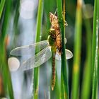 Libellula appena uscita dalla sua crisalide