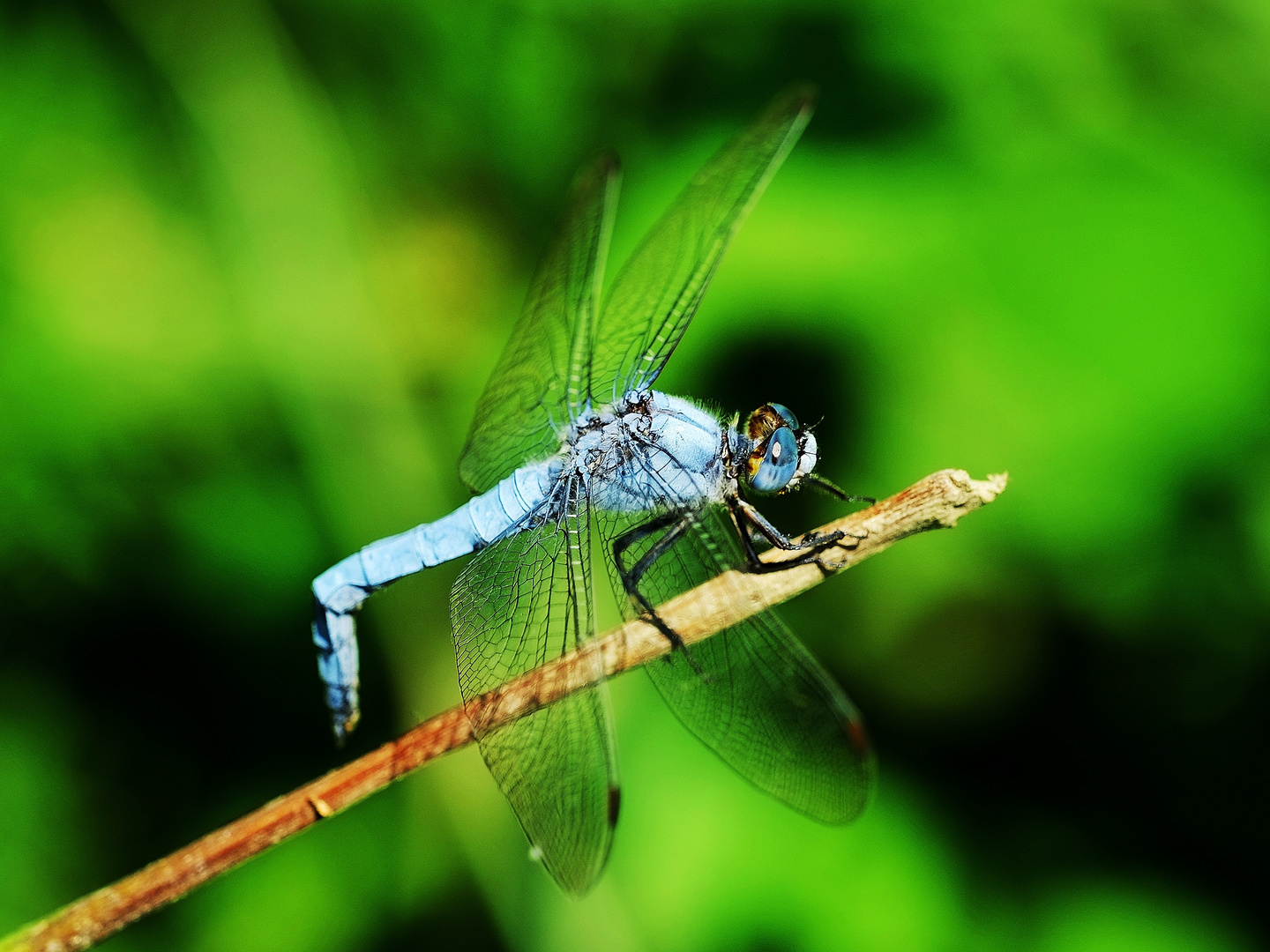 Libellula azzura 2