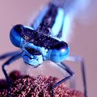 Libellula azzurra