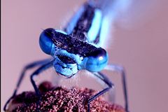 Libellula azzurra