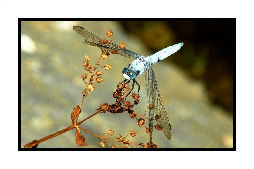 Libellula azzurra