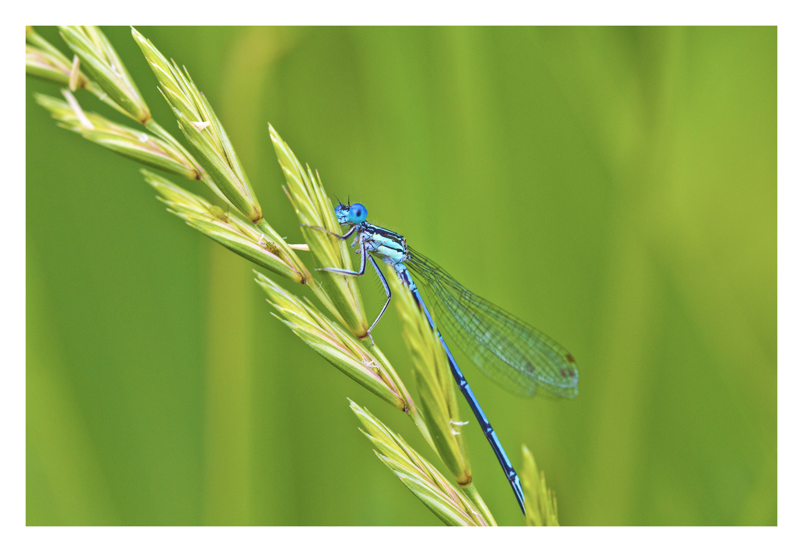 libellula