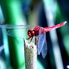 LIBELLULA