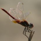 Libellula