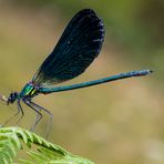 Libellula blu