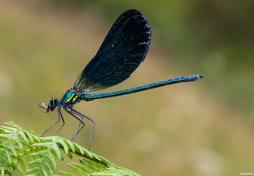 Libellula blu