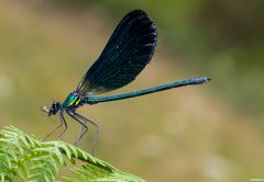 Libellula blu