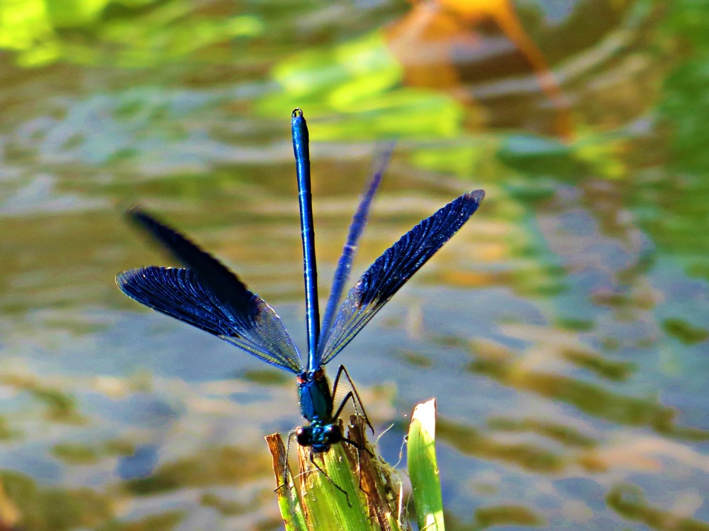 Libellula Blu