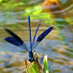 Libellula Blu