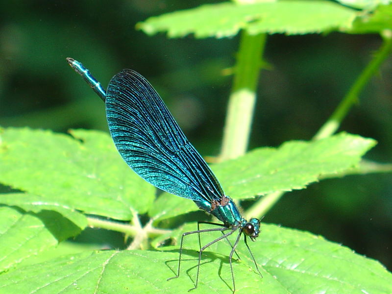 libellula blu baciata dal sole