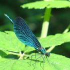 libellula blu baciata dal sole