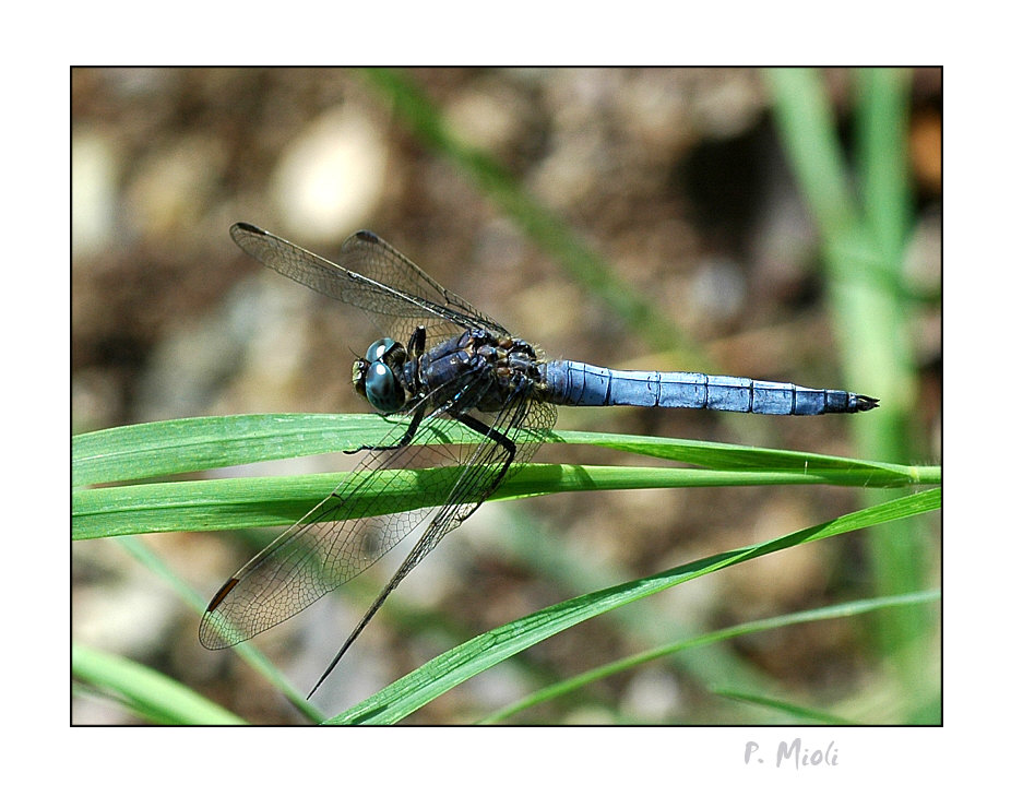 libellula blu