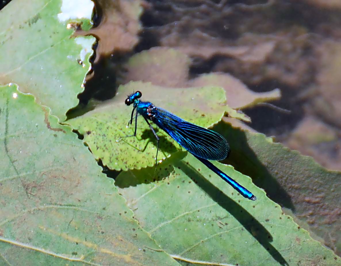 LIBELLULA BLU