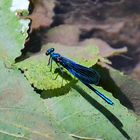 LIBELLULA BLU