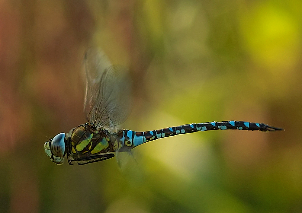 Libellula