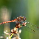 Libellula