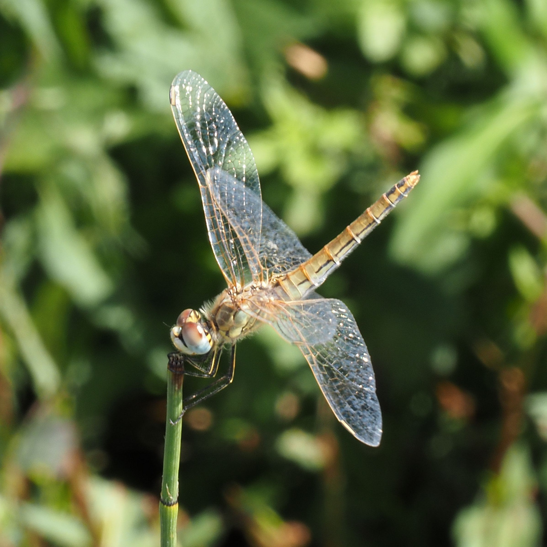 Libellula